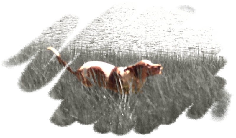 Sacramento pet sitter, Sacramento dog walker, Sacramento pet sitters, Sacramento dog walkers, Sacramento pet sitting