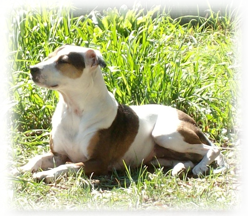 Sacramento pet sitter, Sacramento pet sitters, Sacramento pet sitting, Sacramento dog walkers, Sacramento dog walking Sacramento pet sitter, Sacramento pet sitters, Sacramento pet sitting, Sacramento dog walkers, Sacramento dog walking