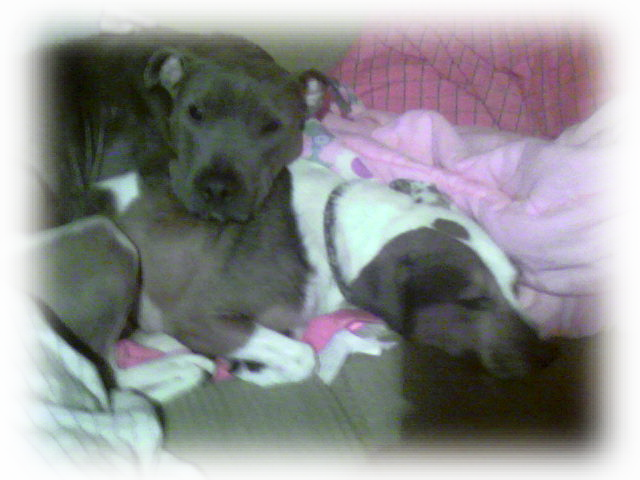 Sacramento pet sitter, Sacramento pet sitters, Sacramento pet sitting, Sacramento dog walkers, Sacramento dog walking
