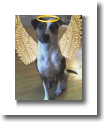 FotoFlexer_Photoangelwingsandhalo