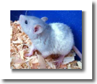 rat1