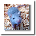 rat2